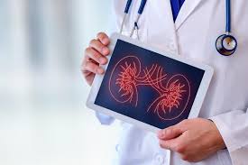 doctor with kidney chart