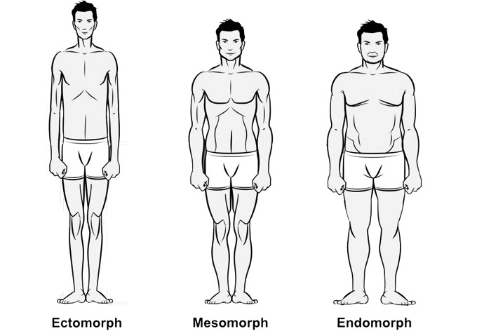 3 Main Body types