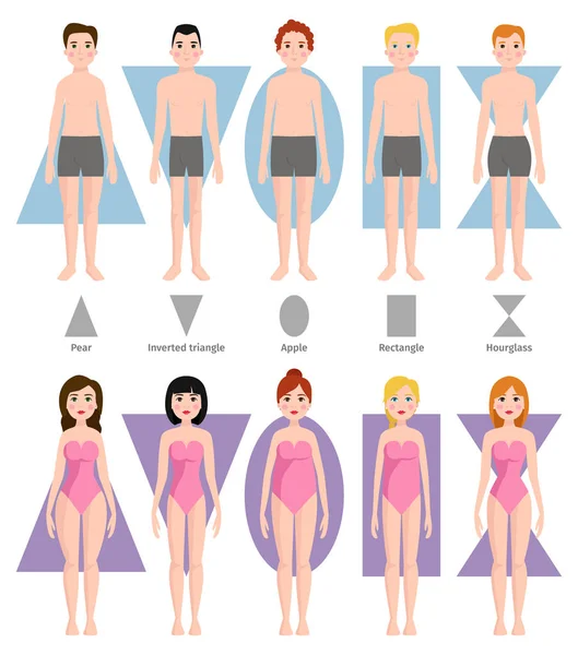 Body type shapes male and female